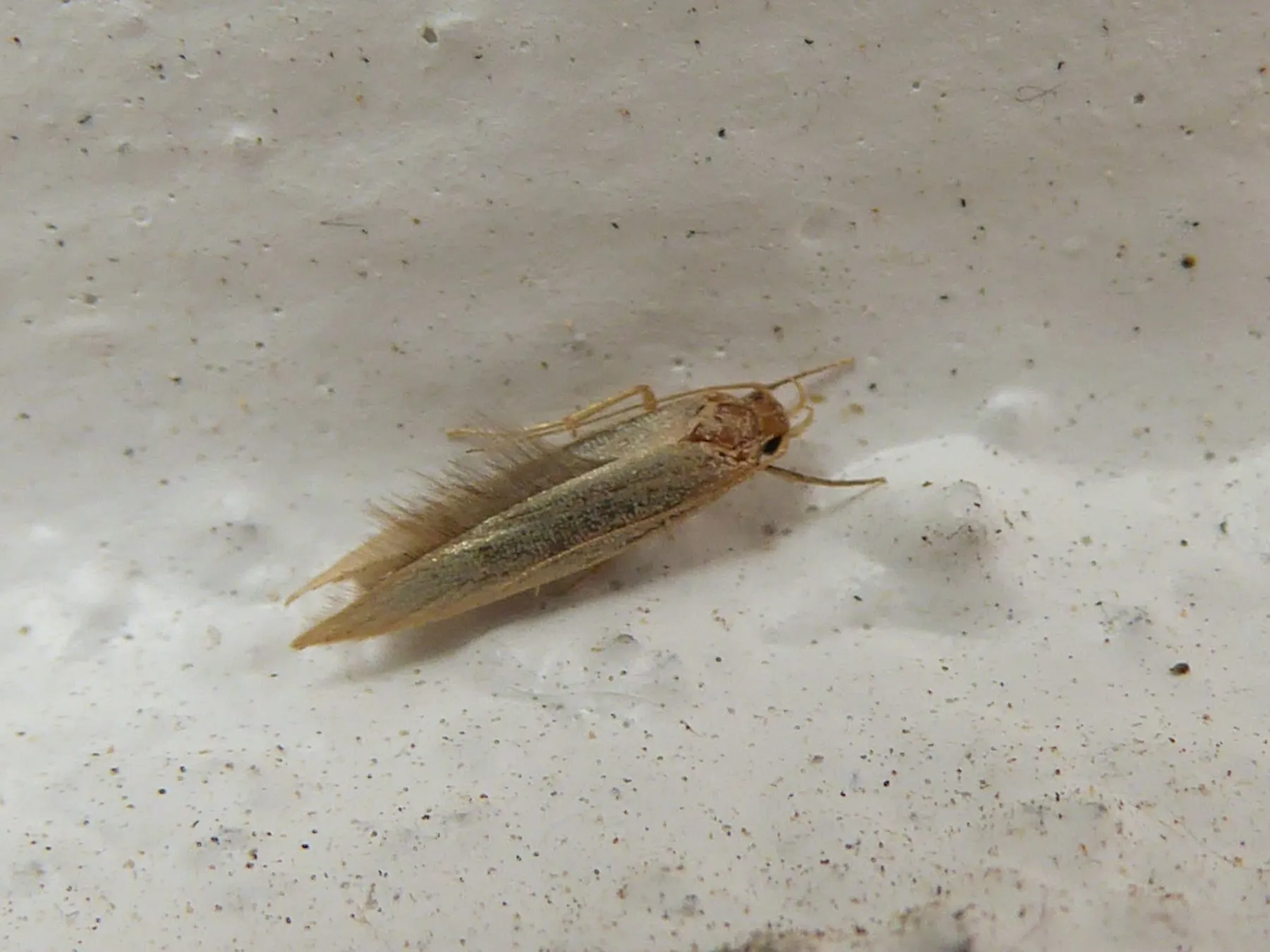 Mite des vêtements (teigne) sur un tissu