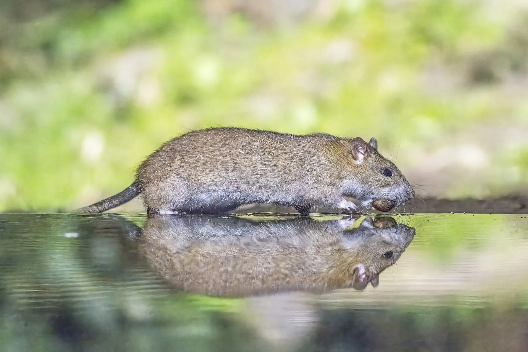 Rat surmulot (rat brun) au bord de l’eau